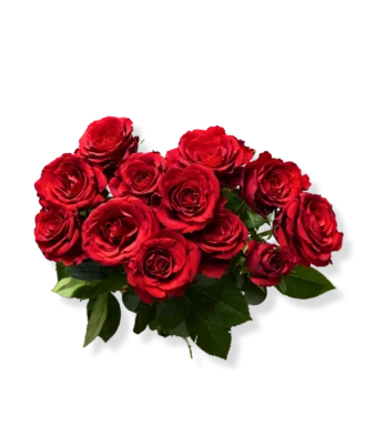 Imported Roses