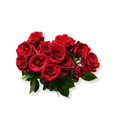 Imported Roses