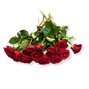 Imported Roses