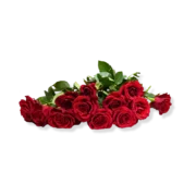 Imported Roses