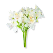 Serene Tube Roses Bouquet