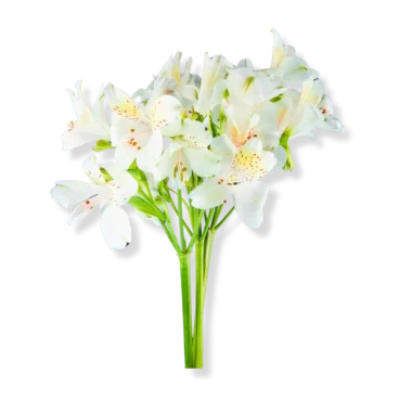 Serene Tube Roses Bouquet